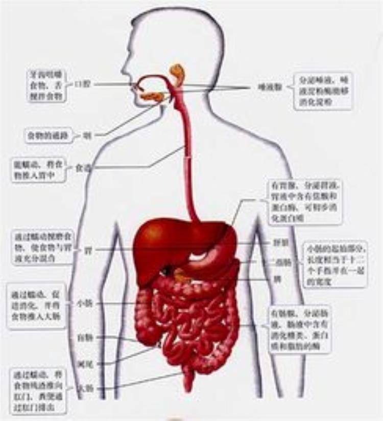 身体中的另类脂肪是什么,认识身体中的脂肪