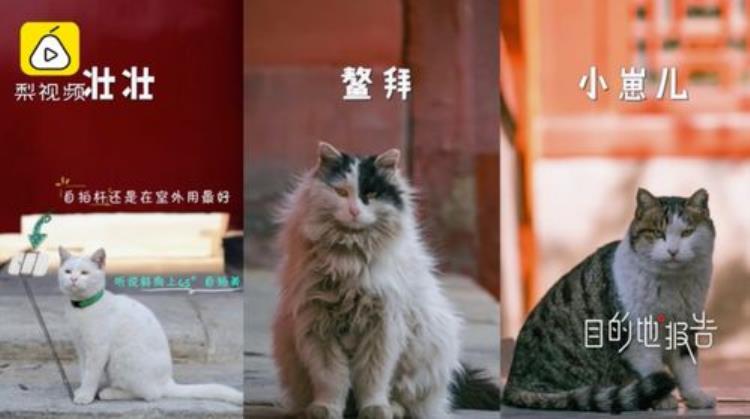 故宫有200只猫为什么你去了一只都看不到,故宫200只猫