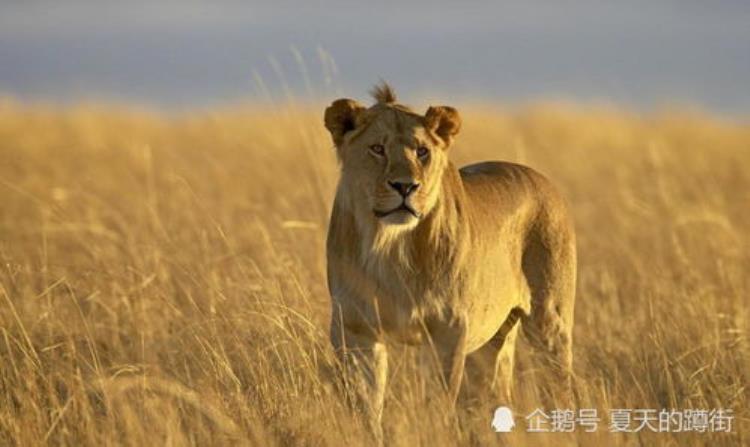 动物被活吃时为什么不反抗,动物反抗人类