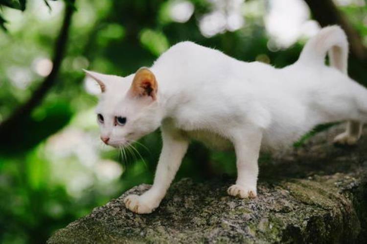 猫咪吃不胖怎么办?猫吃不胖原因有哪些?,猫咪每天吃什么不长肉