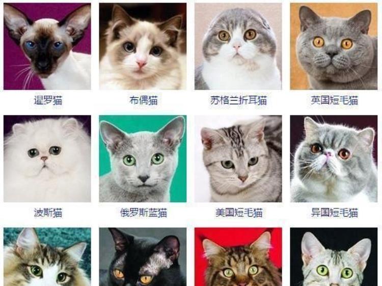 猫是话痨的表现,话痨猫