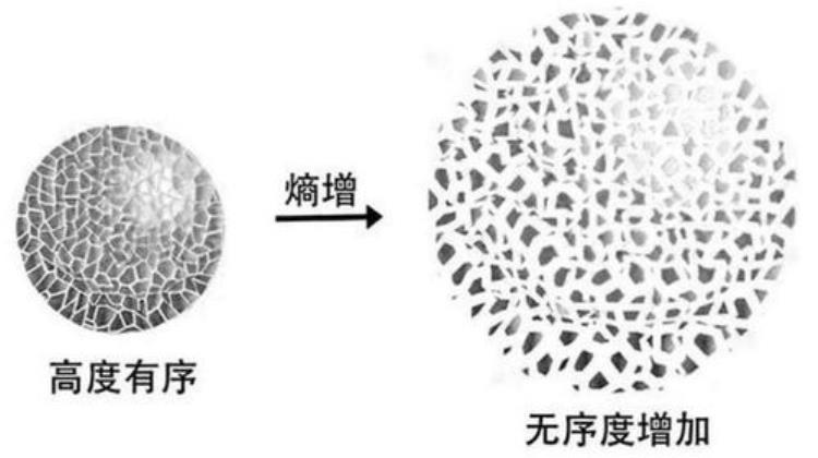 灵长类动物为什么不进化为人,现代灵长类动物还能进化吗