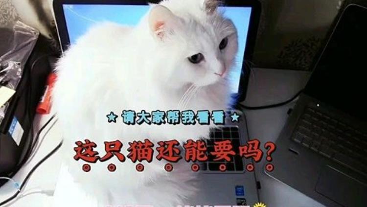 为什么猫咪总拿屁股对着我,猫咪老是用屁股对着我是怎么回事