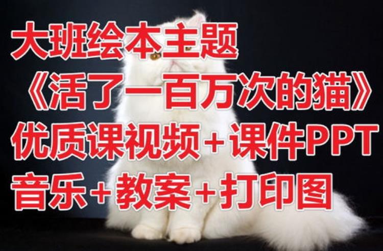 在猫身上贴纸,猫身上贴满贴纸