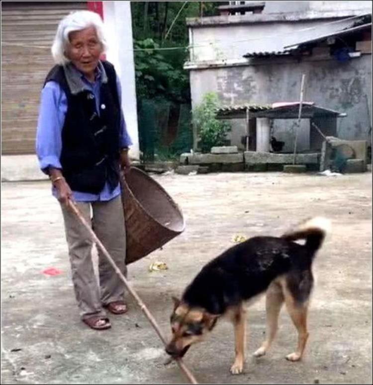 别人家的狗狗不拴绳为什么不乱跑,狗不拴绳是什么原因