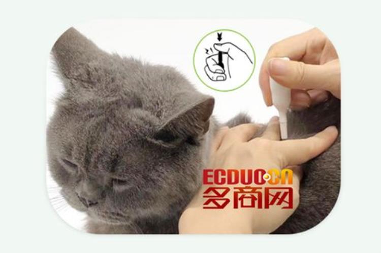 猫咪体外驱虫的药品,猫咪的体外驱虫药是怎么起效的