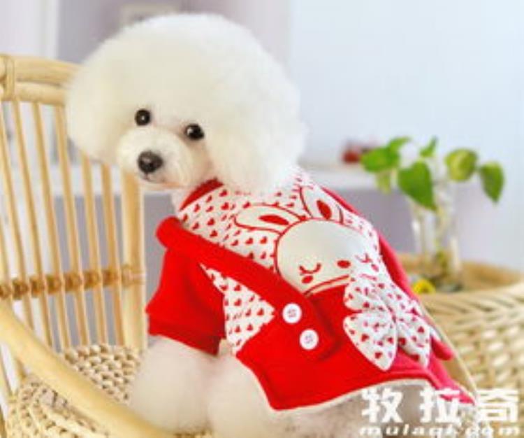 要给狗狗穿衣服吗,狗狗穿衣服的几大原则