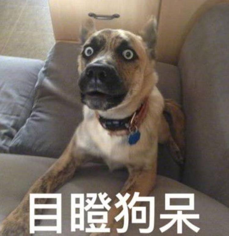 狗狗能理解亲吻吗,柴犬一直舔主人手代表什么