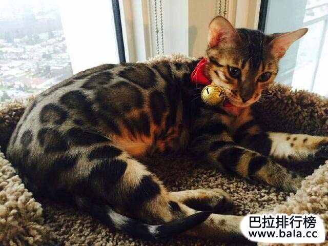 世界十大最美的猫盘点,你最喜欢哪只?