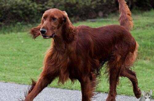 全球十大最受欢迎宠物犬排行