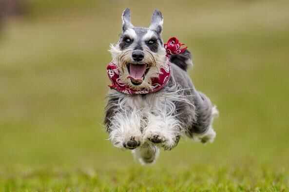 十大适合家养的小型犬：西施犬上榜，博美犬夺冠