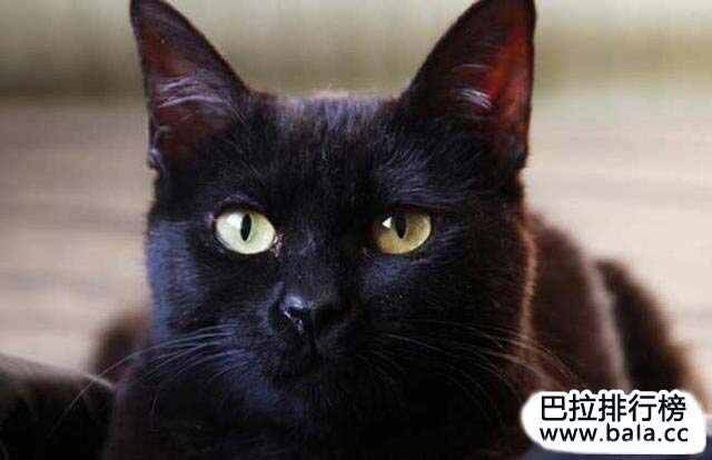 世界十大最美的猫盘点,你最喜欢哪只?