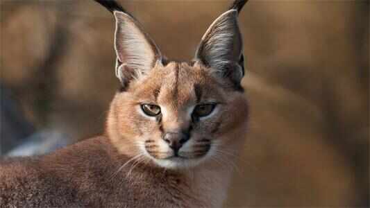 世界上最凶猛的猫，狞猫外号“天山童姥”