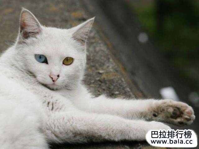 世界十大最美的猫盘点,你最喜欢哪只?