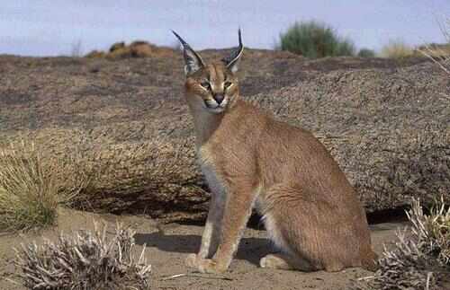 世界上最凶猛的猫，狞猫外号“天山童姥”