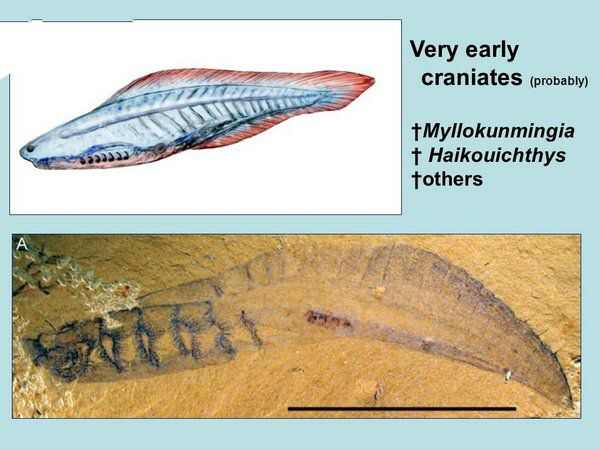 奥陶纪十大恐怖生物，有几种还活在海洋中