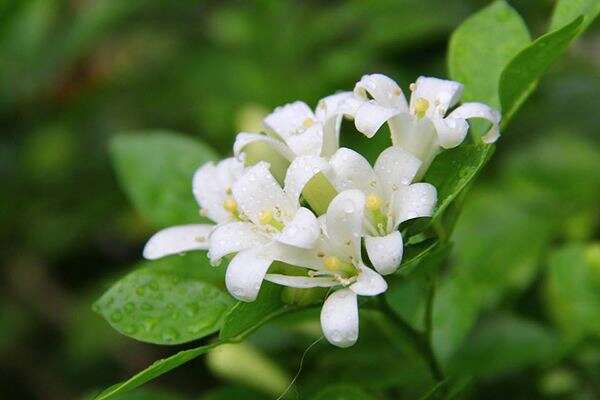 中国十大最香的花，兰花和茉莉花双双上榜