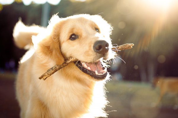 最容易训练的六大犬种，蝴蝶犬位列榜单第三