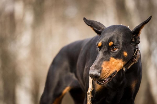 世界十大最优秀的护卫犬，罗威纳犬排在第三名