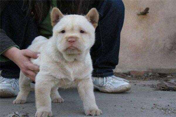 中国十大猎犬：生性凶猛，看家护院好帮手