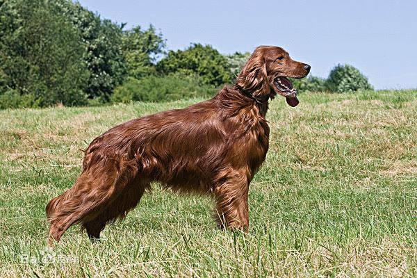 世界十大狩猎名犬排行榜，冠军是俄罗斯猎狼犬