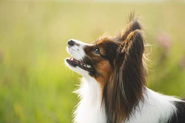 最容易训练的六大犬种，蝴蝶犬位列榜单第三