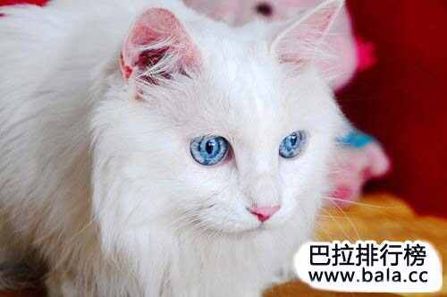 世界十大名猫排行榜，世界上最贵的猫排名