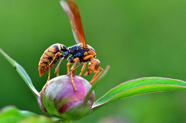 世界上最大的马蜂是什么蜂？日本大黄蜂