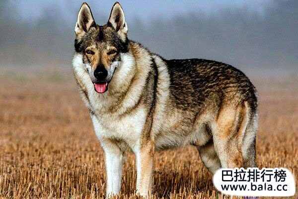 被大多数国家禁止家庭饲养的十大猛犬：比特犬上榜