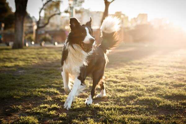 最容易训练的六大犬种，蝴蝶犬位列榜单第三