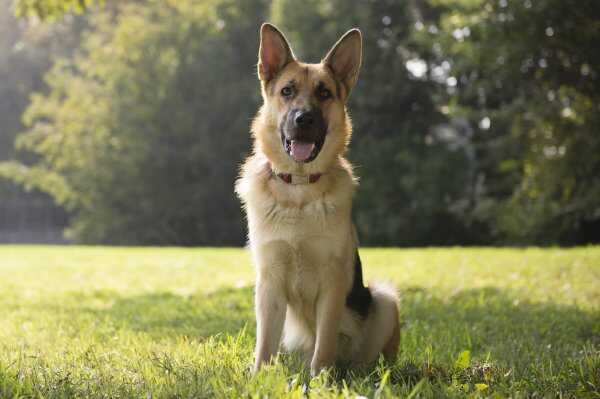 最容易训练的六大犬种，蝴蝶犬位列榜单第三