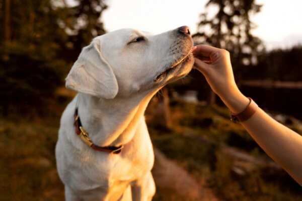 最容易训练的六大犬种，蝴蝶犬位列榜单第三