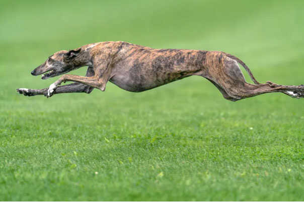 世界优秀猎犬十大排名：猎兔犬上榜，灵缇犬排第一