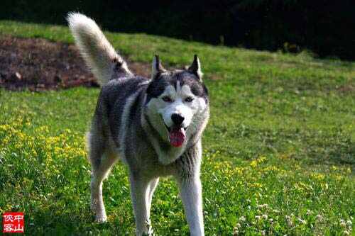 世界十大名犬排名，金毛犬第一杜宾犬排第二