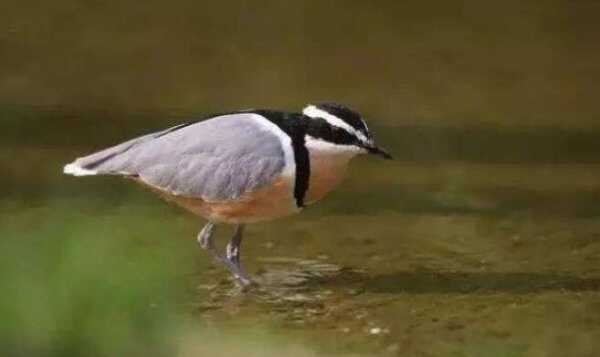 世界上最勇敢的鸟，牙签鸟从鳄鱼嘴里夺食