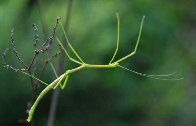 世界上现存十类最大的昆虫，皆是昆虫届“巨无霸”