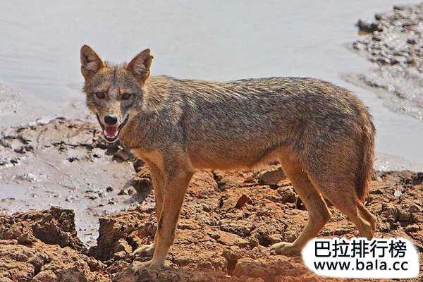 十大狼族战斗力排行榜，极地狼排在第一名