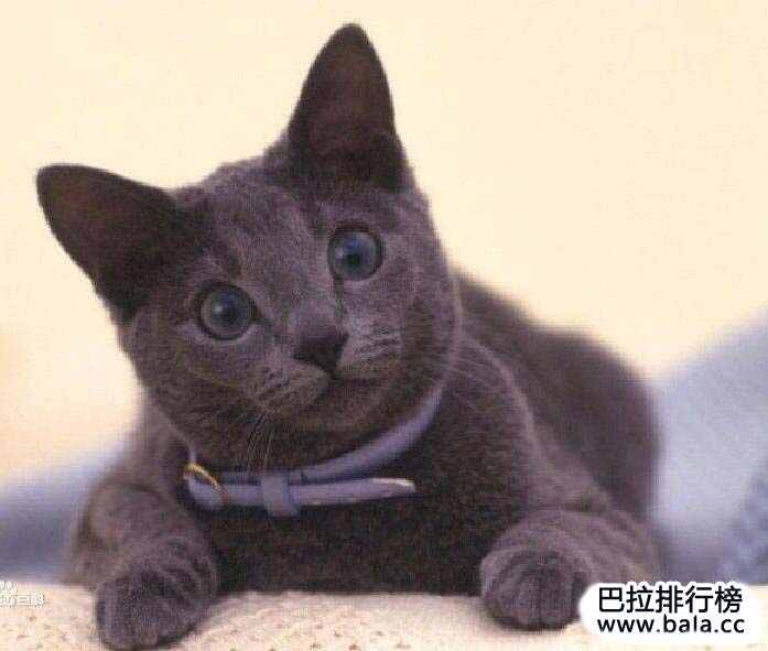 世界十大名猫排行榜，世界上最贵的猫排名