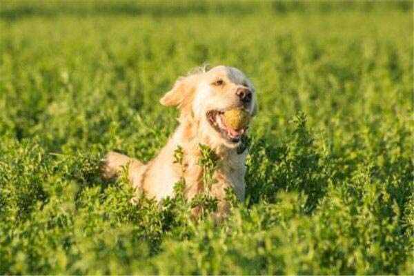 世界上10大名犬智商排名，拉布拉多犬排第一名