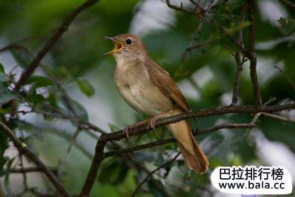 全球十大鸣声最好听的鸟类：黑枕黄鹂夺得冠军