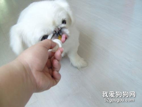 怎么给幼犬喂食驱虫药？用法用量要注意