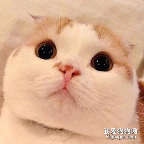 猫的内心世界是什么样的?