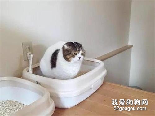 怎样训练猫大小便