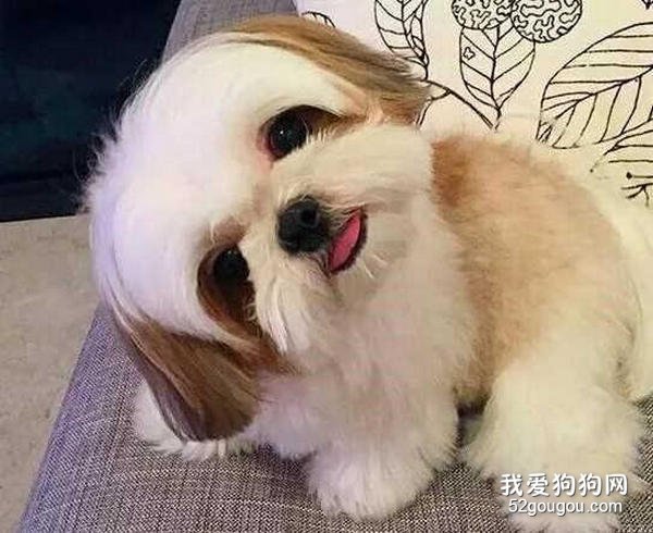 西施犬