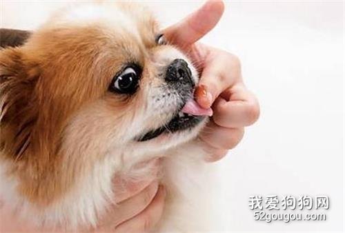 怎么给幼犬喂食驱虫药？用法用量要注意