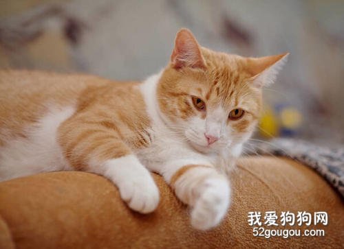 猫猫发出呼噜呼噜的声音是什么意思 并不是睡着了！