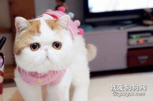 加菲猫这种猫咪平常好养吗？