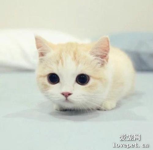 猫适合养卧室吗 猫养卧室好还是不好？