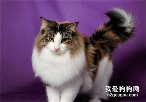 什么是猫艾滋?猫艾滋会传染给人吗?