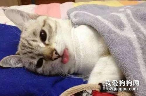 猫咪发情